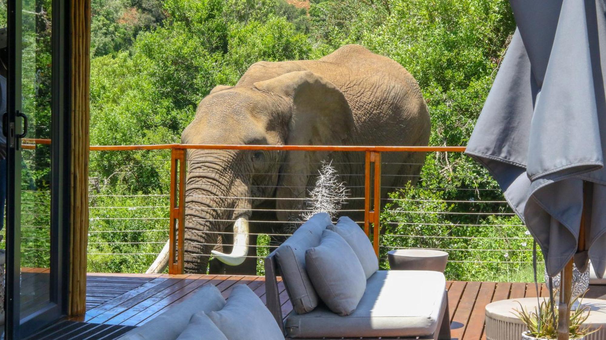 Barefoot Addo Elephant Lodge Exterior photo