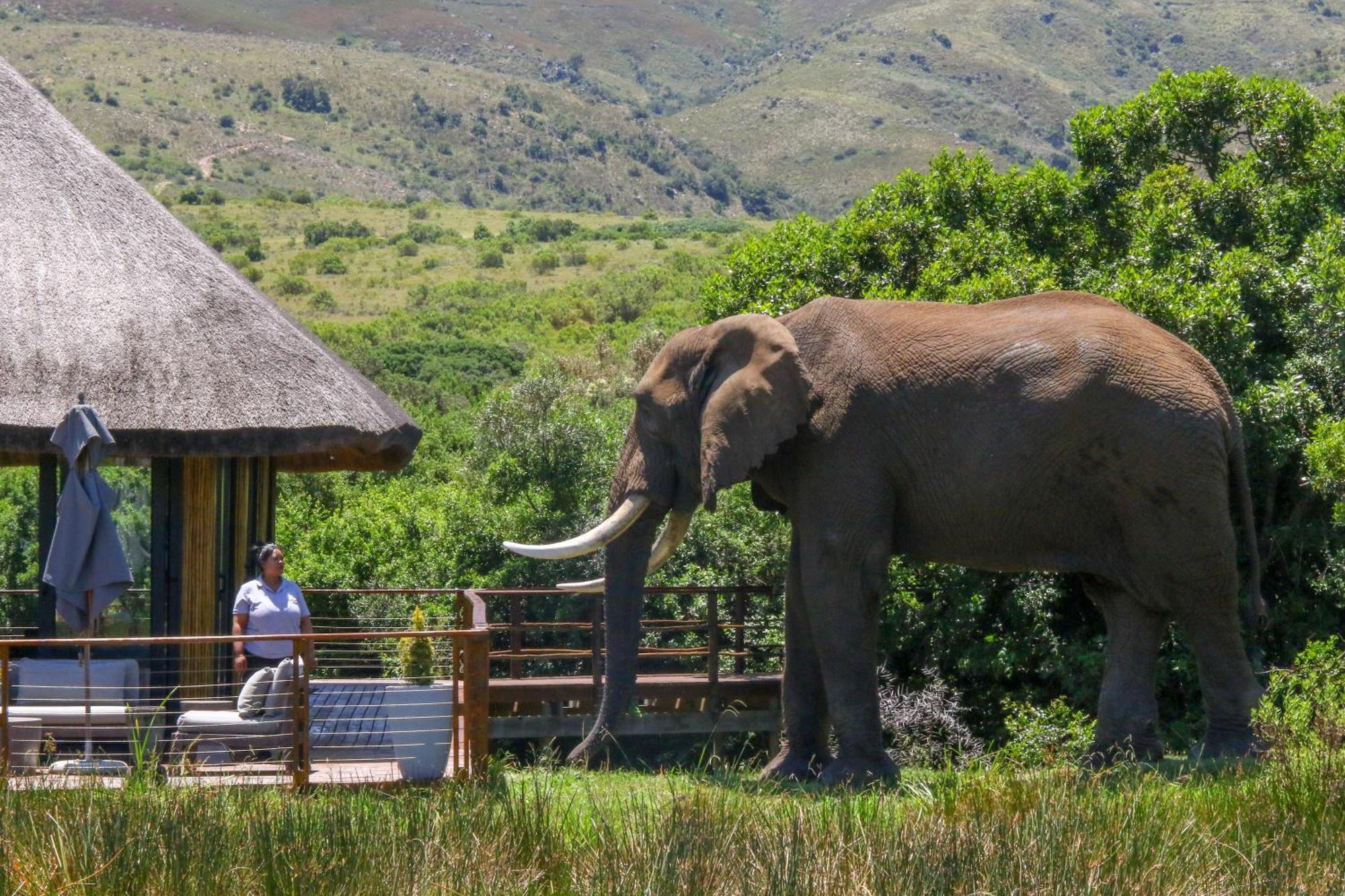 Barefoot Addo Elephant Lodge Exterior photo